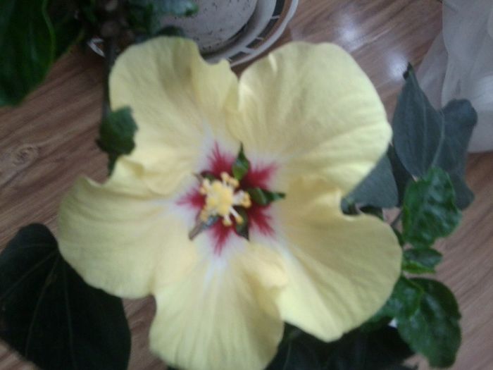 adonicus yelow