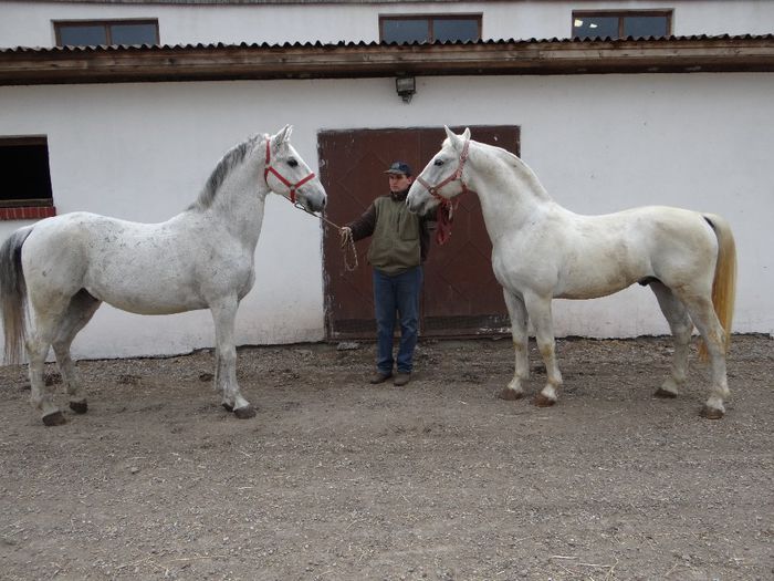 face to face Macho & Illem - Pair for sale 2014 SOLD