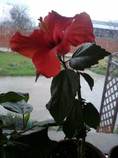 20140407_071349 - 0 A hibiscus 2014