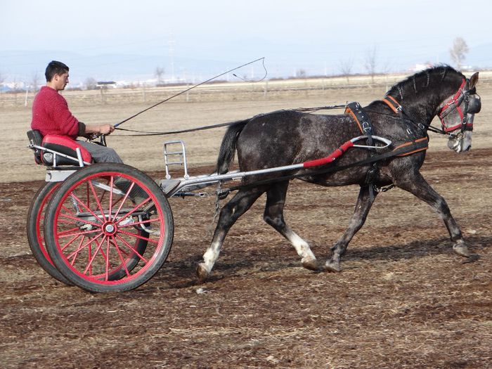 Notas Neapolitano - Lipizzaner 2014