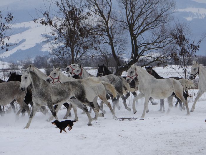 Lipizzaner mare