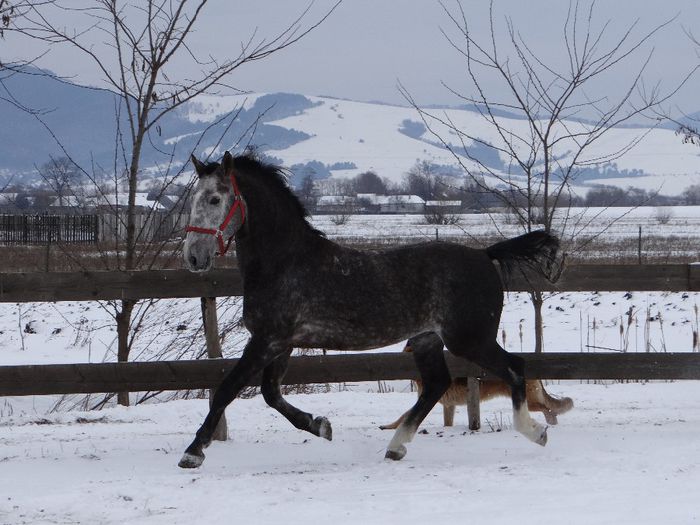 Neapolitani - Lipizzaner 2014