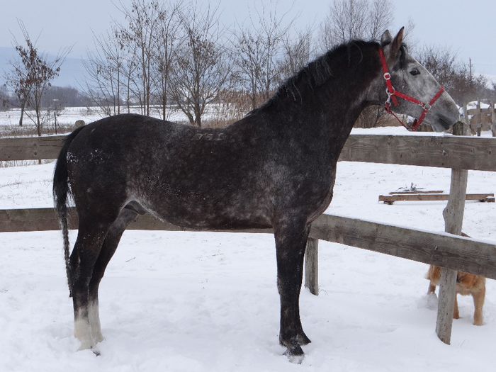 Notas 160cm - Lipizzaner 2014