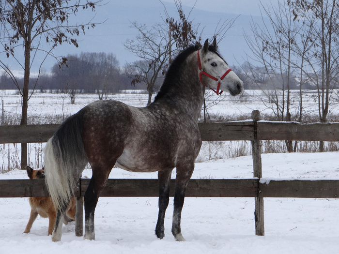 Passzio Pluto XXVI - Lipizzaner 2014