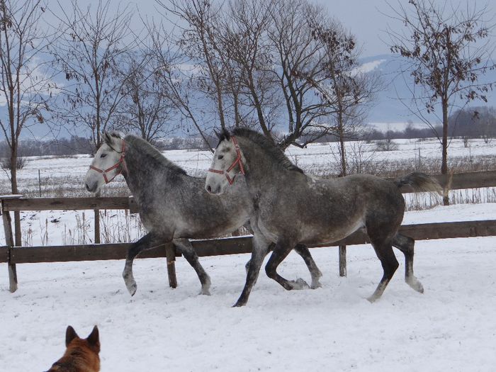 Szaffir & Szaddam Jr - Lipizzaner 2014