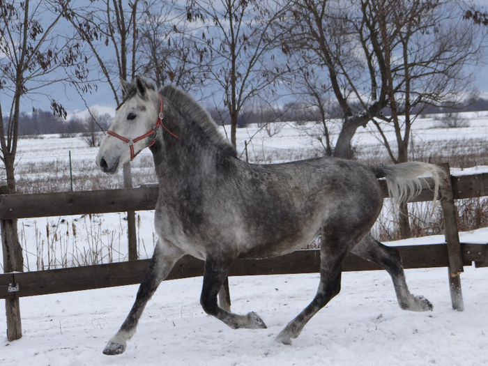 Szaddam Jr - Lipizzaner 2014