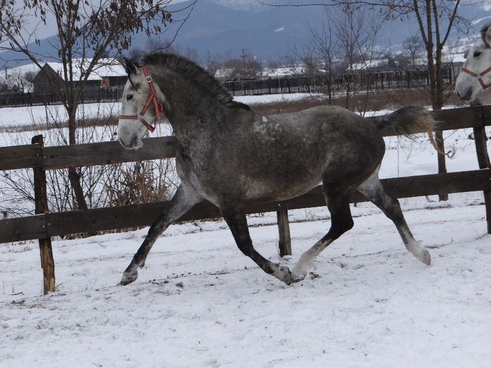 Szaffir - Lipizzaner 2014