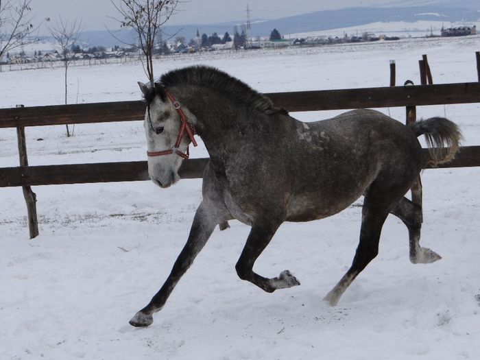 Szaffir Siglavy - Lipizzaner 2014