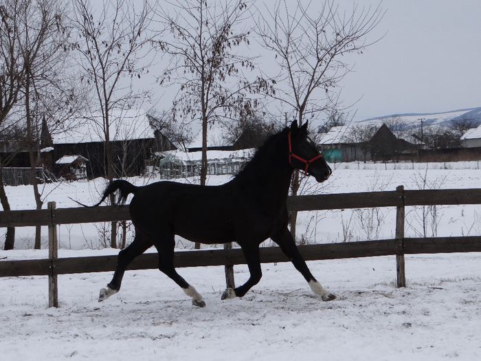 SEIK - Lipizzaner 2014