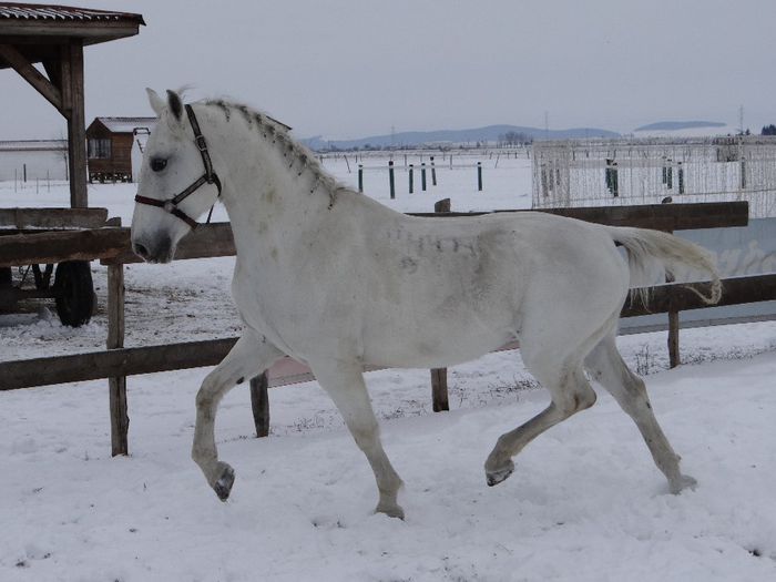 Marshal Maestoso - Lipizzaner 2014