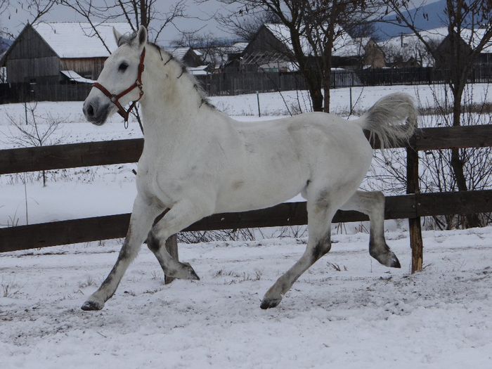 Miska Maestoso - Lipizzaner 2014