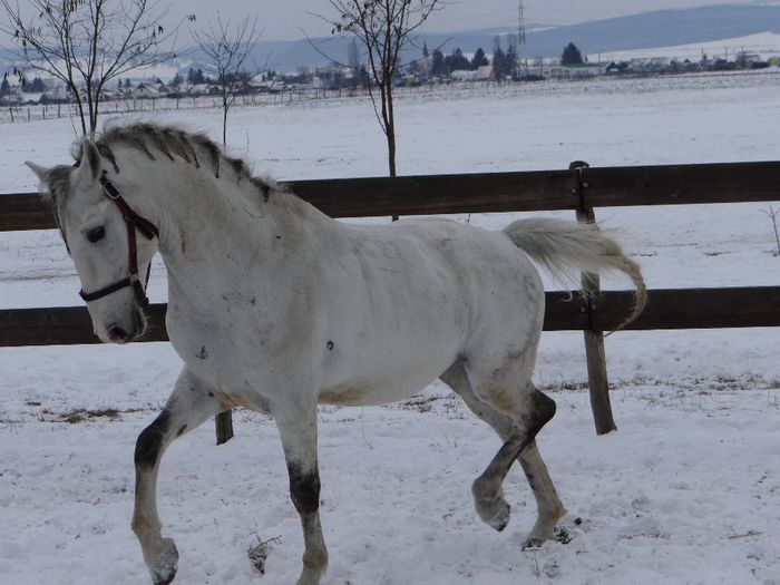 Szollo - Lipizzaner 2014