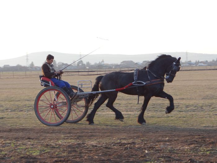 Gina - Lipizzaner 2014