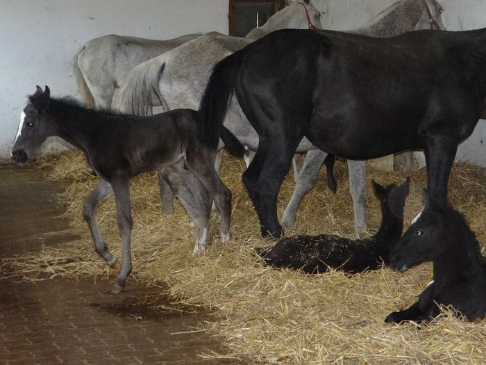 2014 foals - Lipizzaner 2014