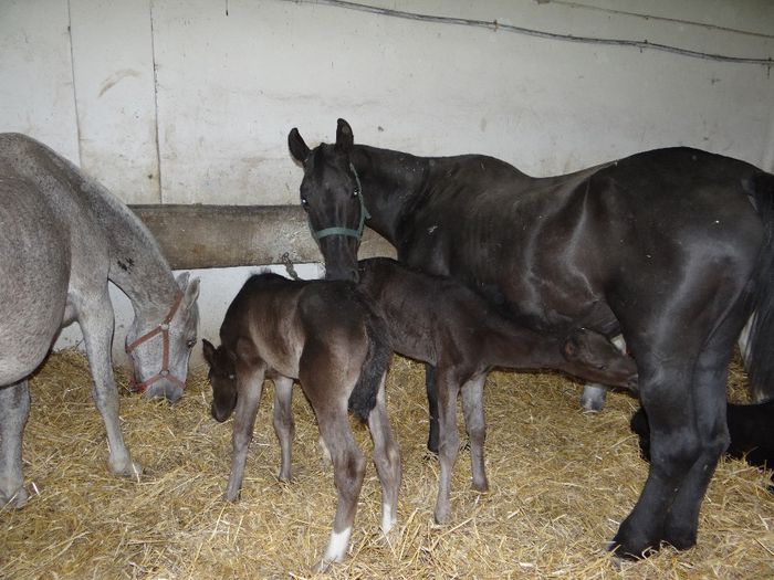 foals - Lipizzaner 2014