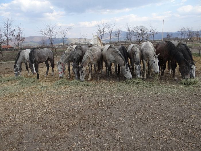  - Lipizzaner 2014