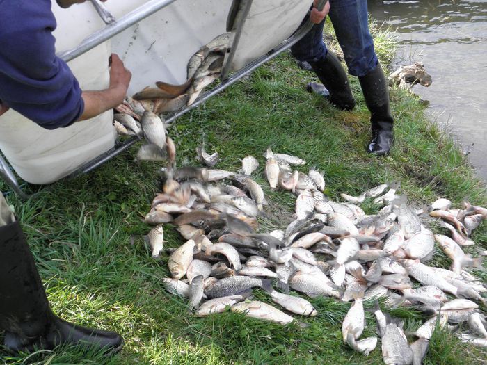 07.04.2014 - PESCUIT 2014