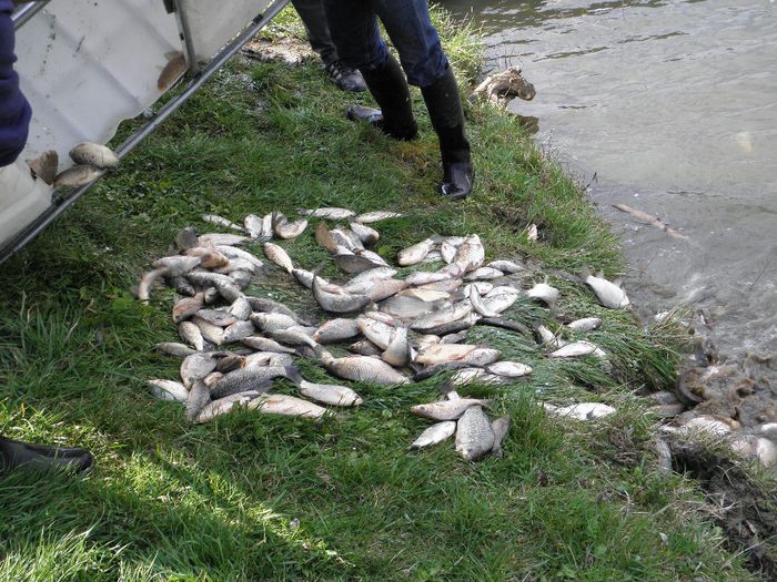 07.04.2014 - PESCUIT 2014