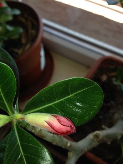 image - Adenium-trandafirul desertului