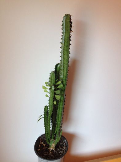 image - Euphorbia Trigona N