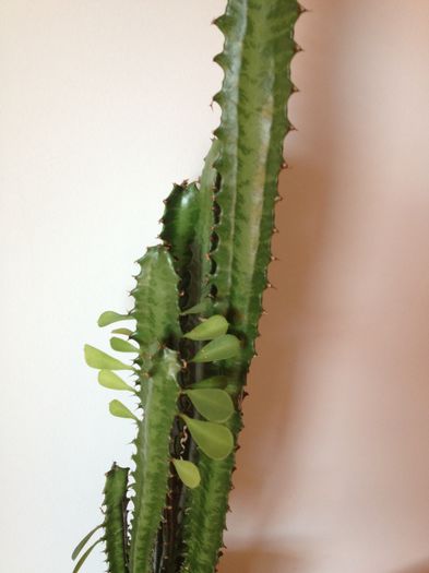 image - Euphorbia Trigona N