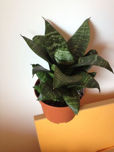 image - Sansevieria trifasciata hahnii N