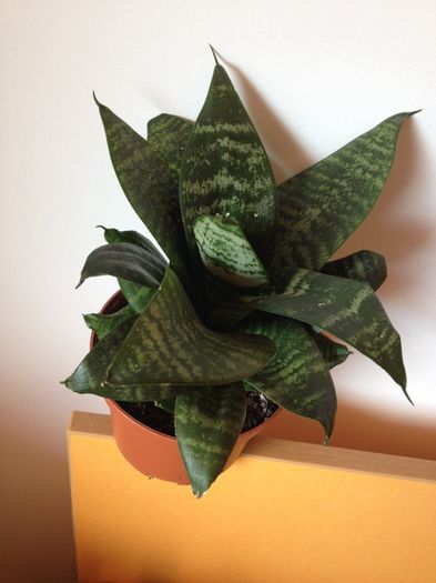 image - Sansevieria trifasciata hahnii N