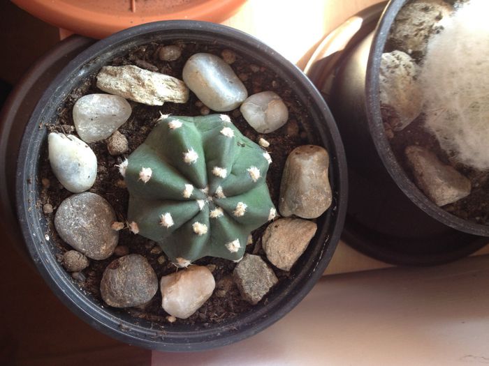 Astrophytum asterias f nudum - Echinopsis subdenudata