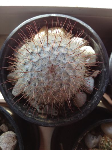 image - Cactusi-suculente