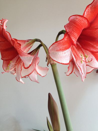 image - amaryllis