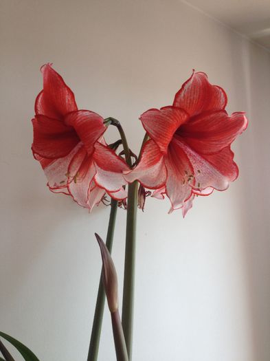 image - amaryllis