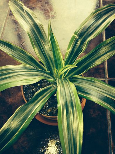 image - dracena fragrans-nu mai am