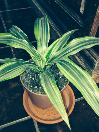 image - dracena fragrans-nu mai am