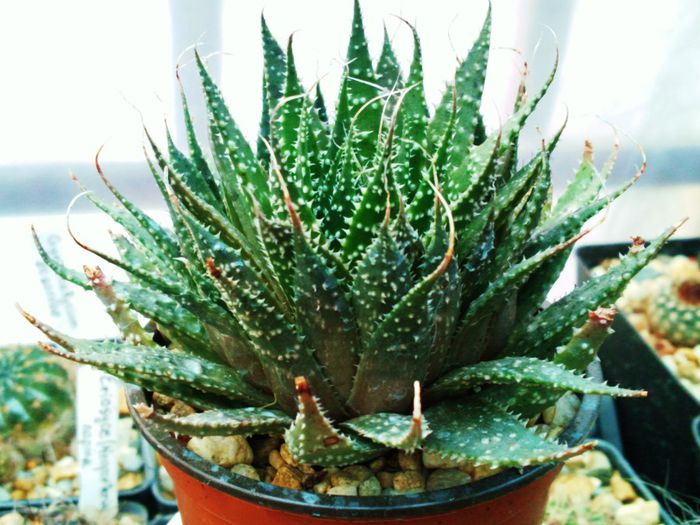 Aloe aristata-10lei; Diametru: 7cm,  Inaltime: 7cm,  Florifera,  Varsta: 4 ani
