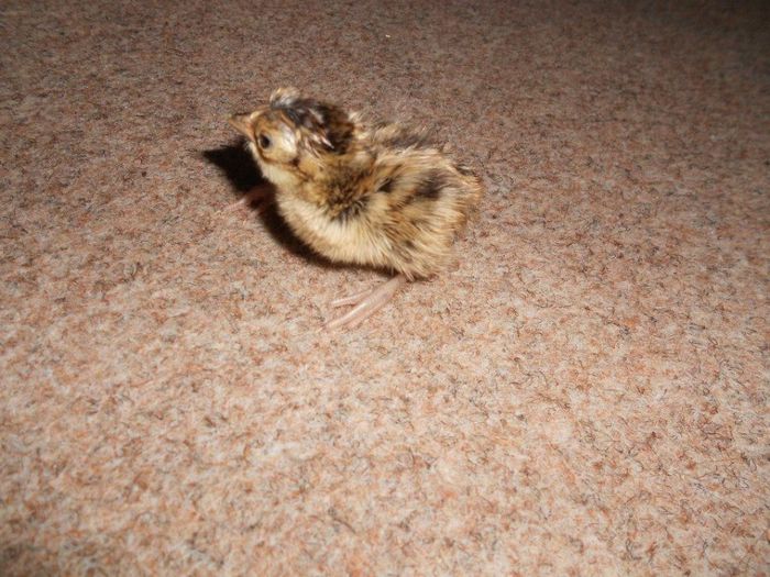 10150705_1491202997768165_5286568155839793089_n; Primul pui de fazan din 2014
