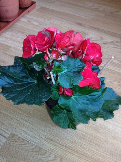 image - begonia elatior-nu mai am