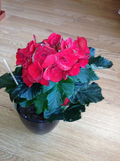 image - begonia elatior-nu mai am