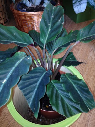 image - calathea crocata-nu mai am