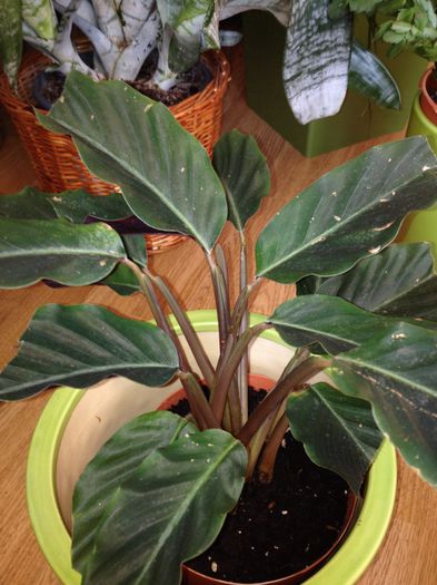 image - calathea crocata-nu mai am