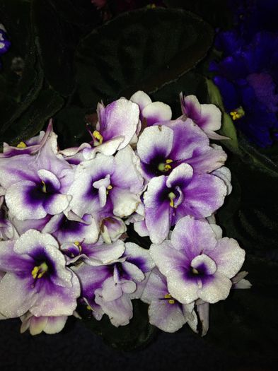 image - violete de Parma