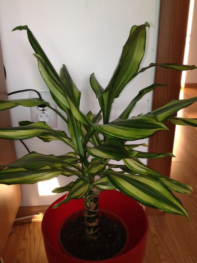 image - dracena messangeana