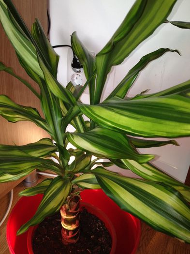 image - dracena messangeana