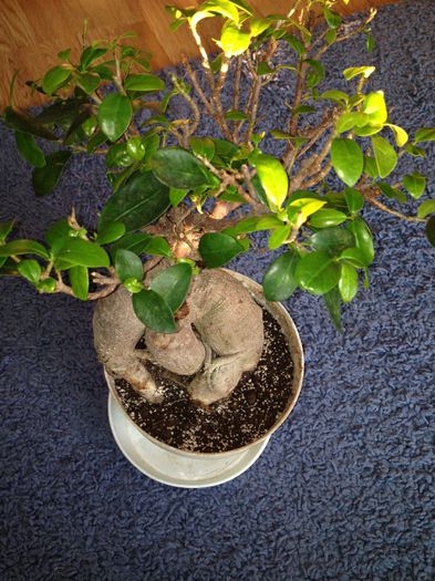 image - ficus ginseng