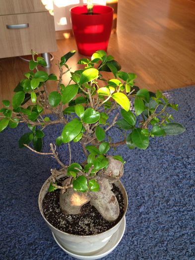 image - ficus ginseng