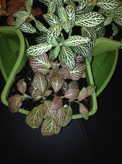 image - fittonia-nu mai am