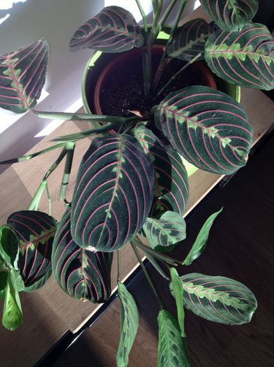 image - maranta leuconeura