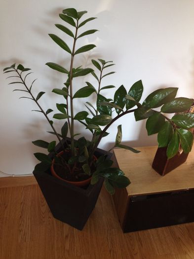 image - zamioculcas