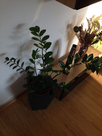 image - zamioculcas