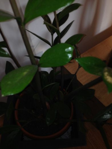 image - zamioculcas