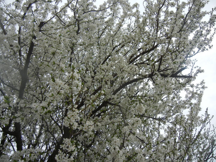 Cherry Plum Blossom (2014, March 28)